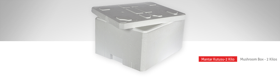 Mantar Kutusu